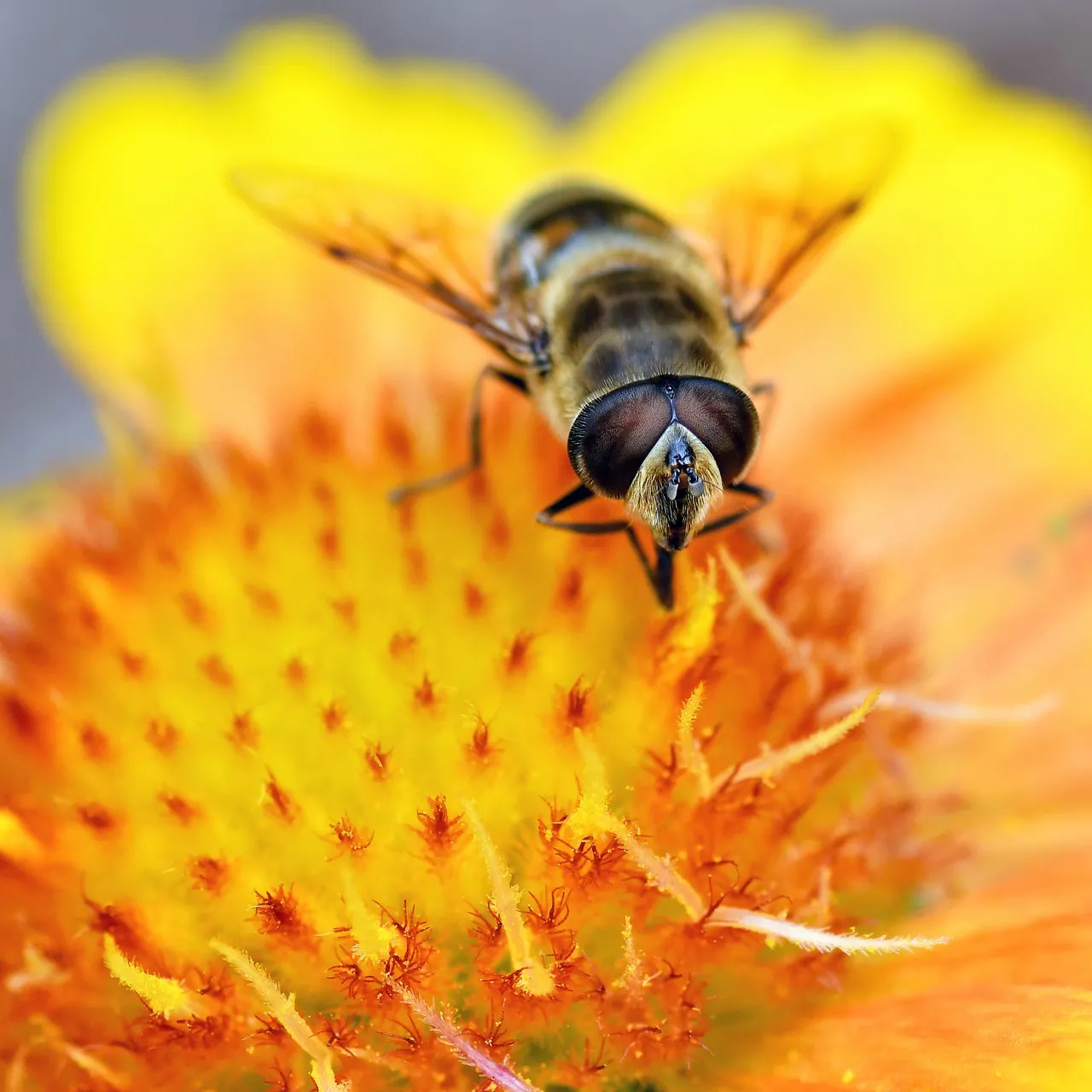 Vibrant Macro: Hoverfly Foraging on a Golden Flower
