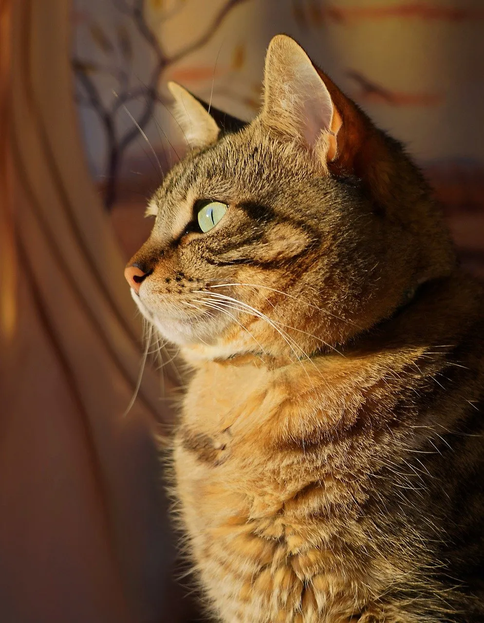 Enchanting Green Eyes: A Feline's Tranquil Gaze in Golden Light