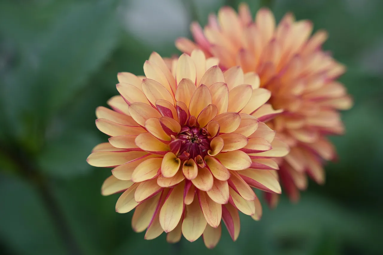 Vibrant Orange Dahlia: Summer Garden's Exquisite Bloom