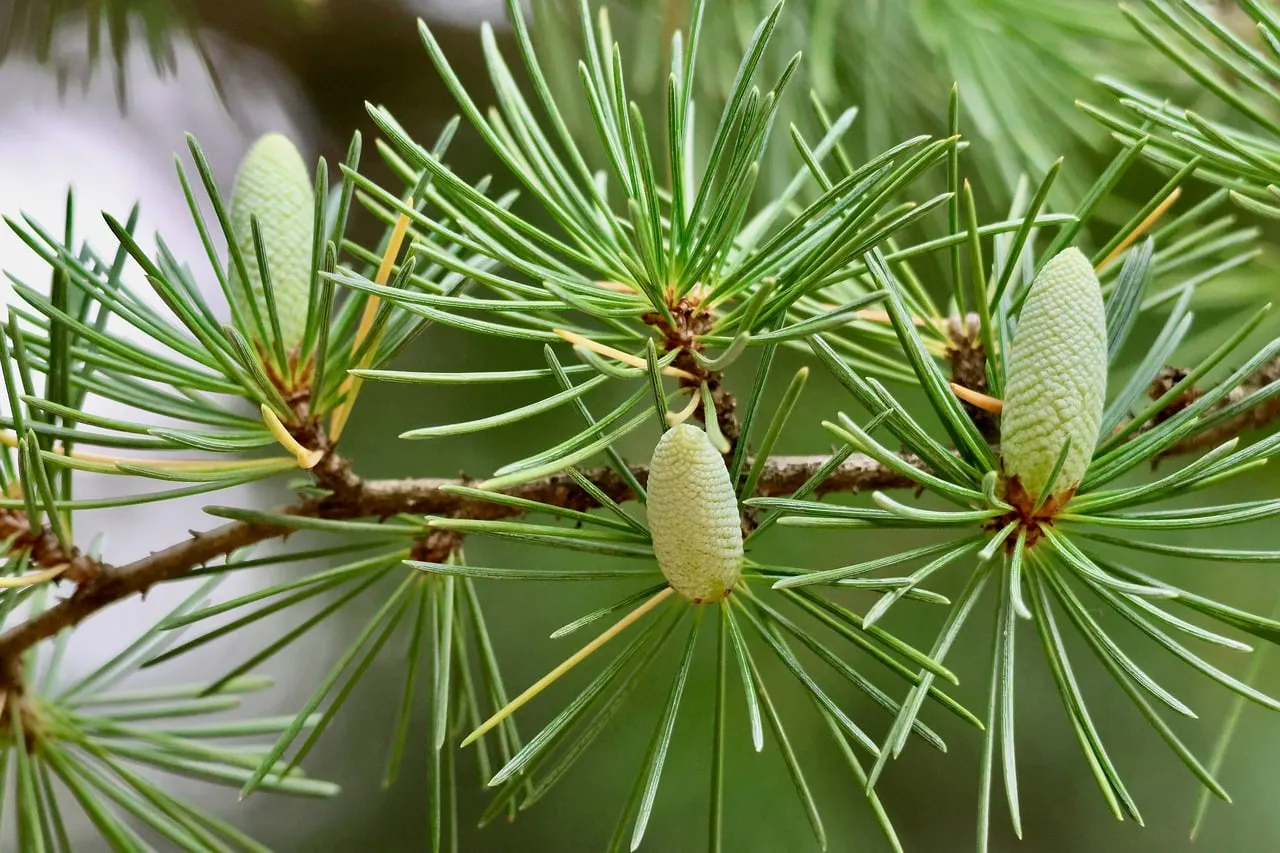 Vibrant Green Cedar Buds: Nature's Delicate Awakening