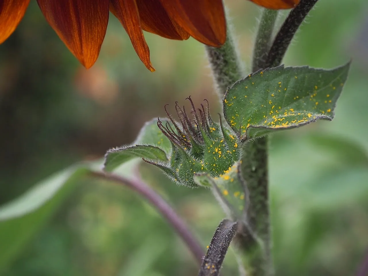 Vibrant Sunflower Bud: Nature's Golden Promise