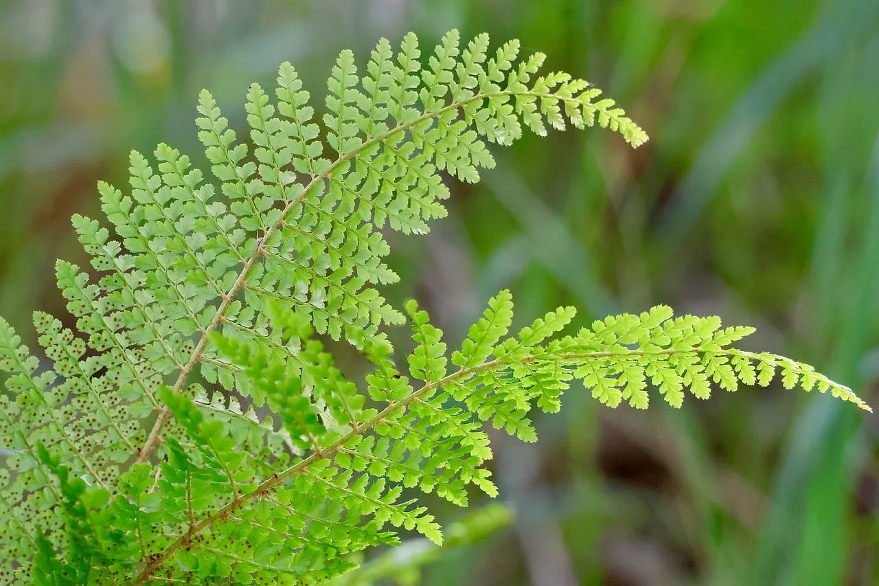 Vibrant Green Fern Fronds: Nature's Intricate Botanical Tapestry