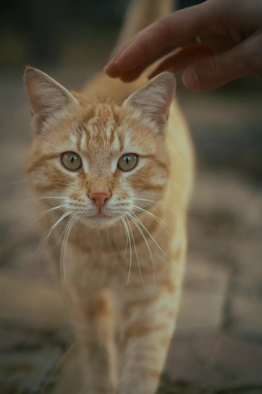 Captivating Gaze: Orange Tabby Cat with Gentle Touch