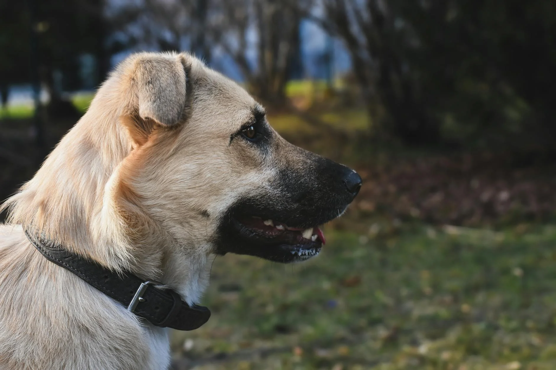 Majestic Anatolian Shepherd: Serene Outdoor Profile