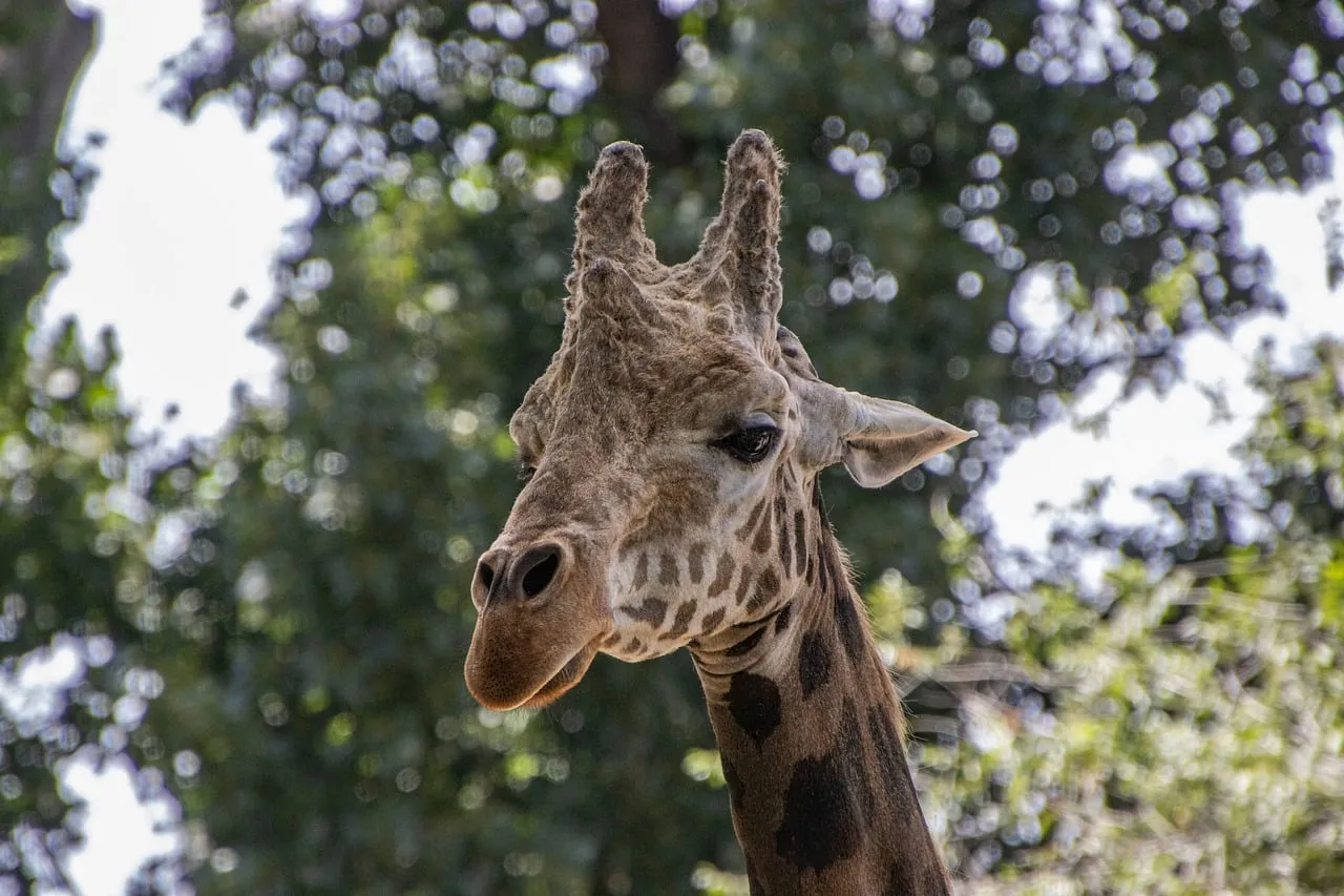 Majestic Giraffe: Nature's Towering Beauty Up Close