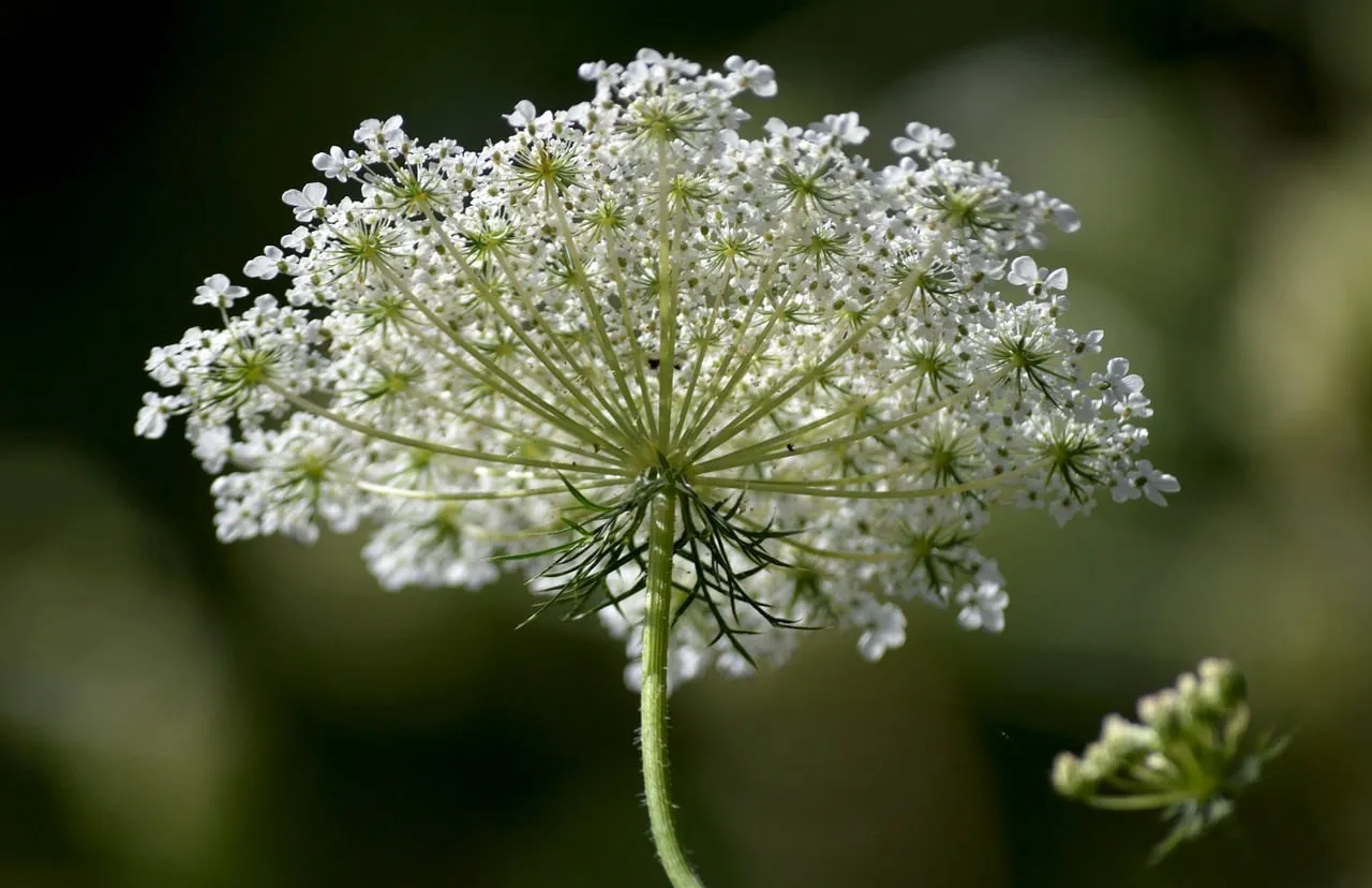 Stunning Queen Anne's Lace Macro: Delicate Summer Bloom