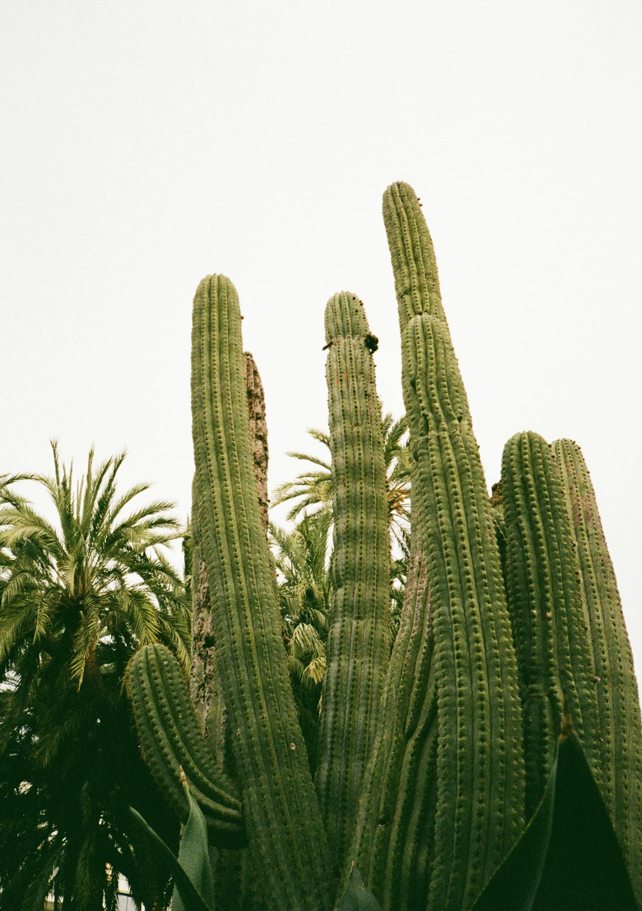 Stunning Desert Giants: Majestic Saguaro Cacti and Palm Trees
