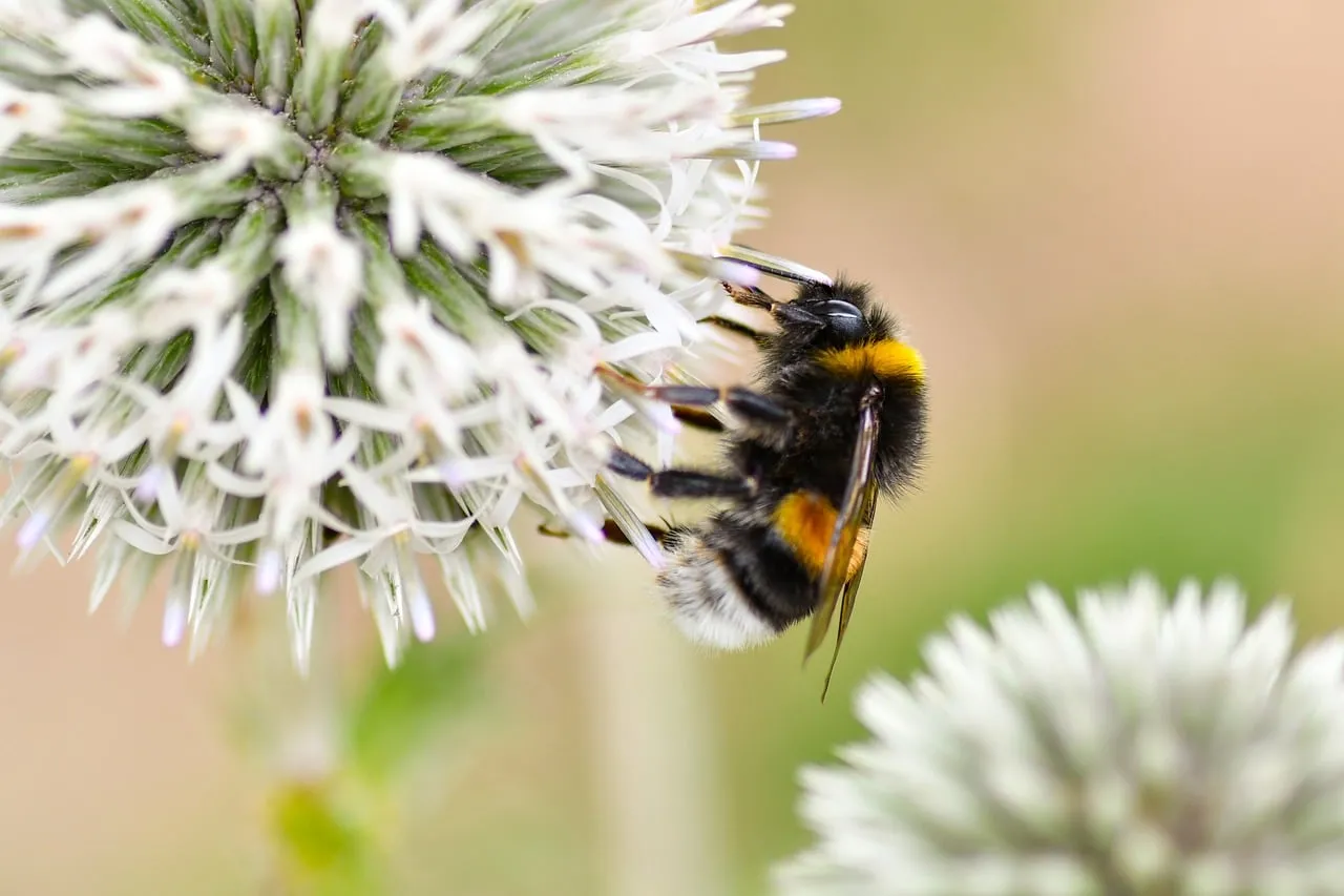 Vibrant Macro: Bumblebee Pollinating White Echinops Flower