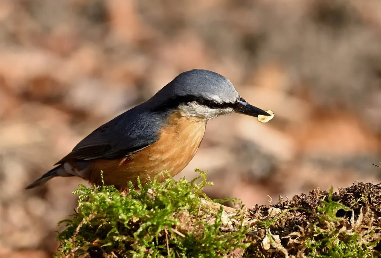 Vibrant Nuthatch Foraging: A Close-Up of Nature's Charm