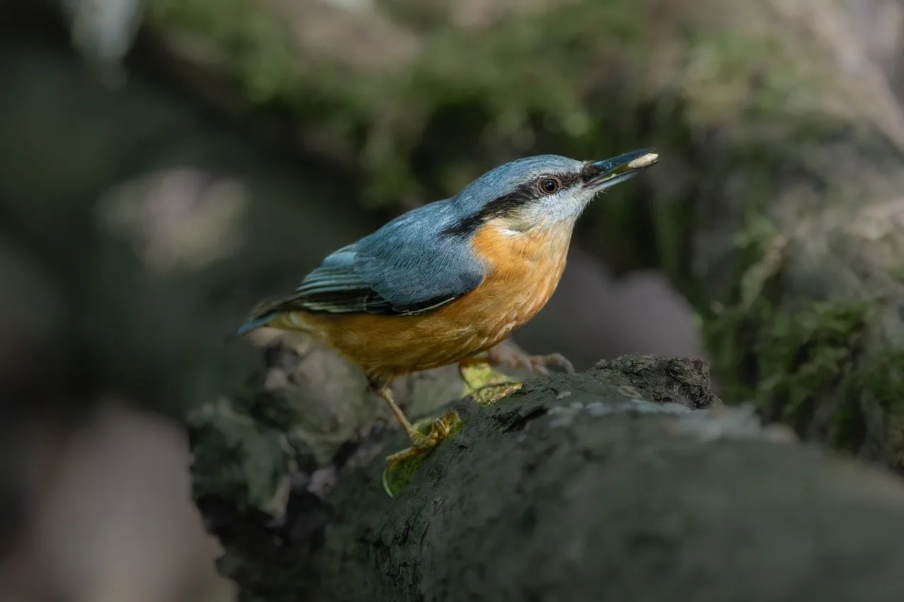 Vibrant Nuthatch Perched: Captivating Nature Wallpaper