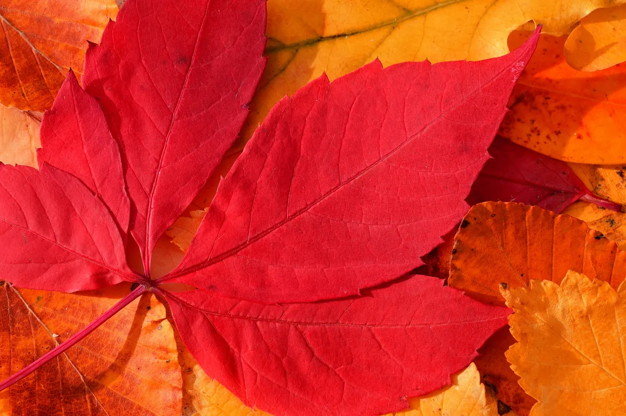 Vibrant Autumn Splendor: A Close-Up of Fiery Fall Leaves