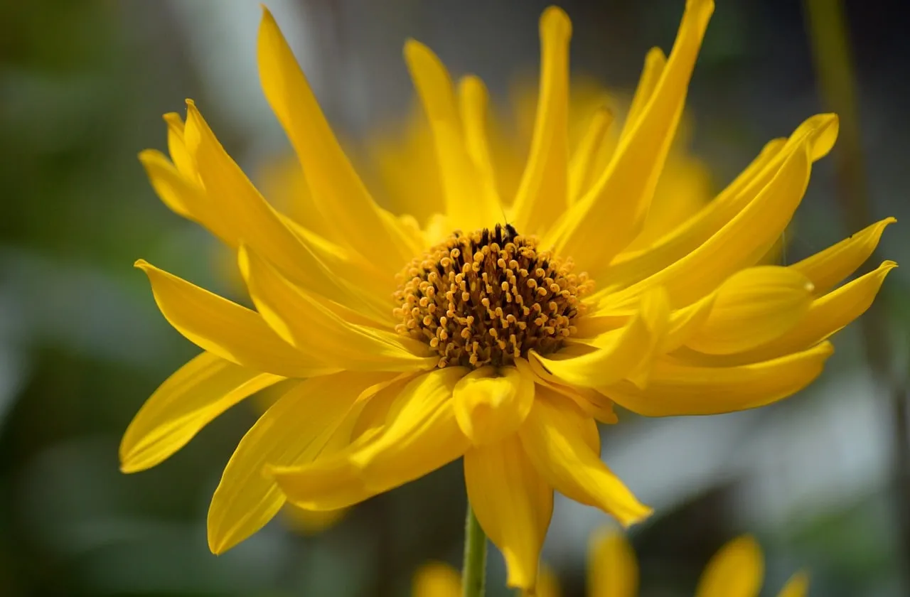 Vibrant Yellow Jerusalem Artichoke Bloom in Summer