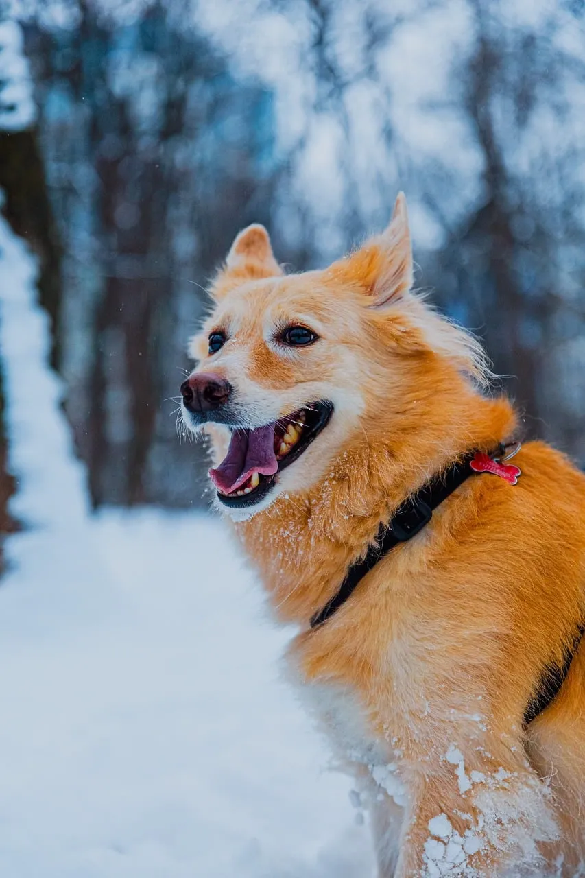Joyful Winter Wonderland: Adorable Dog in Fresh Snow