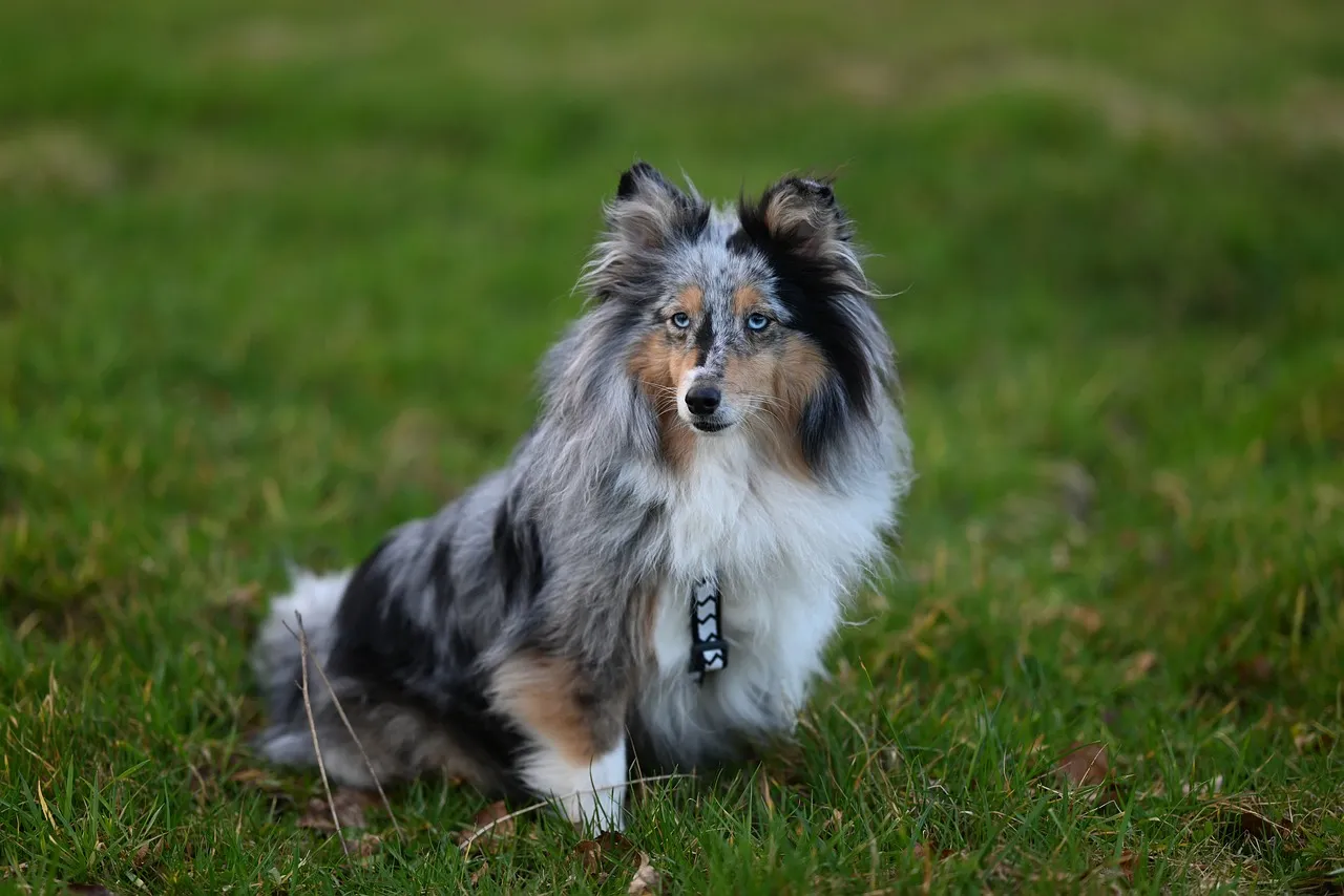 Stunning Shetland Shepherd: Noble Blue Merle Gazing