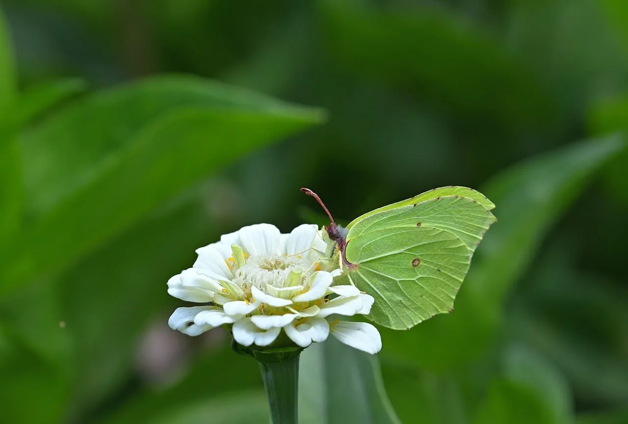 Vibrant Green Butterfly on White Zinnia in Summer Garden