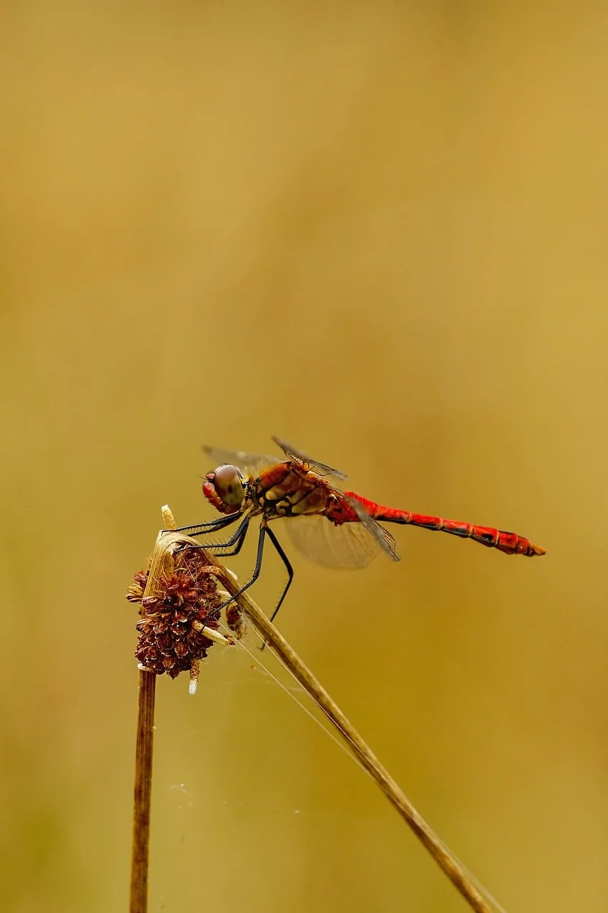 Vibrant Red Dragonfly Perched in Golden Hour Nature Macro