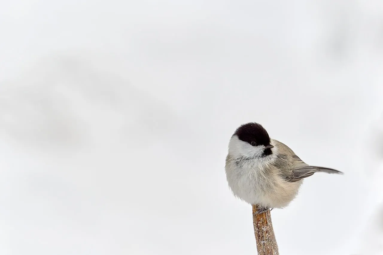 Charming Titmouse: Winter's Minimalist Beauty Perched