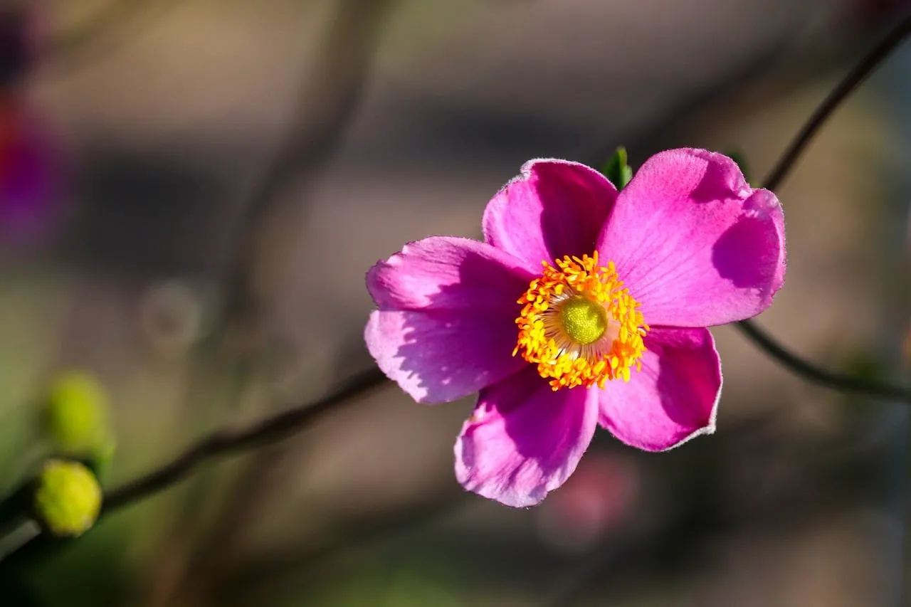 Vibrant Pink Japanese Anemone: Autumn's Delicate Bloom