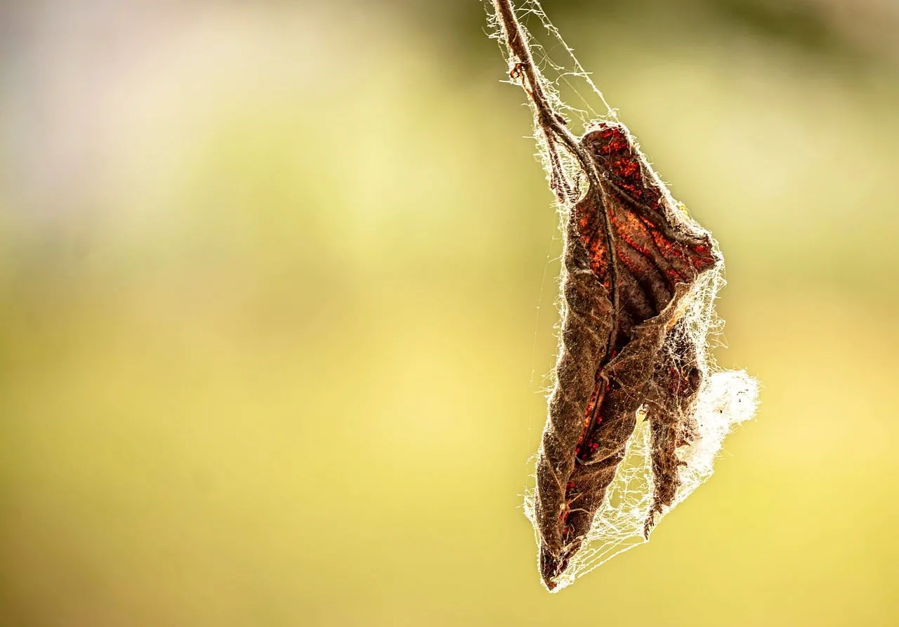 Enchanting Autumn: Dry Leaf's Spiderweb Embrace