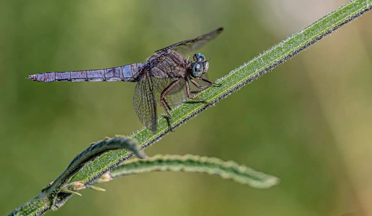 Stunning Blue Dragonfly Macro: Nature's Delicate Hunter