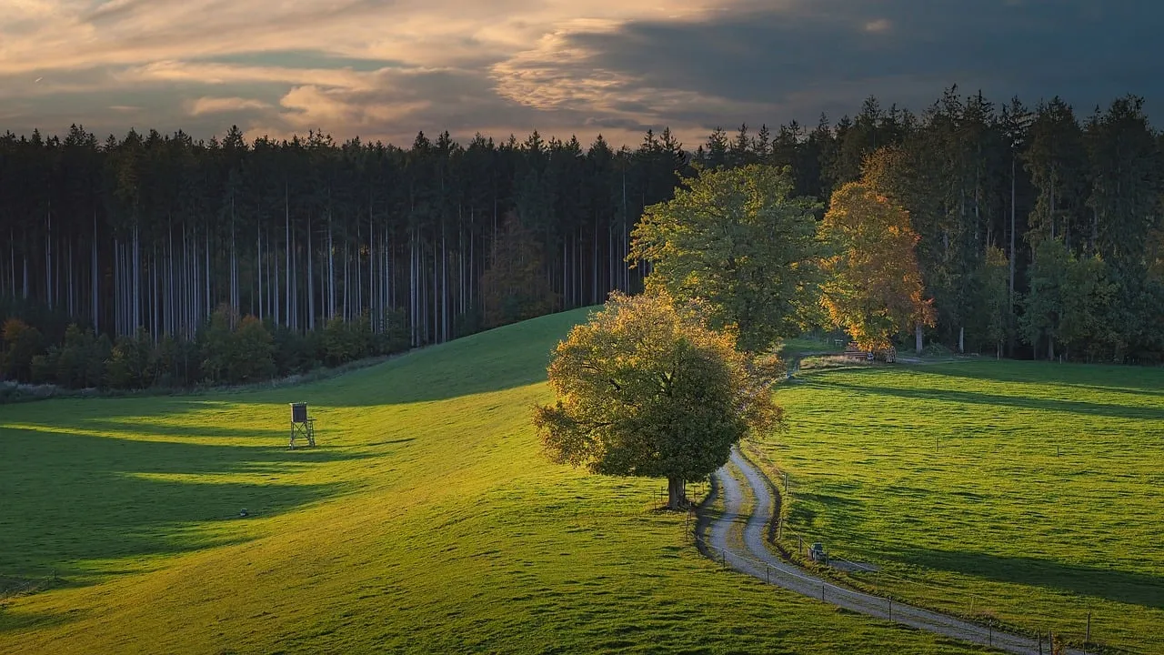 Golden Hour Glow: Autumn Meadow Serenity