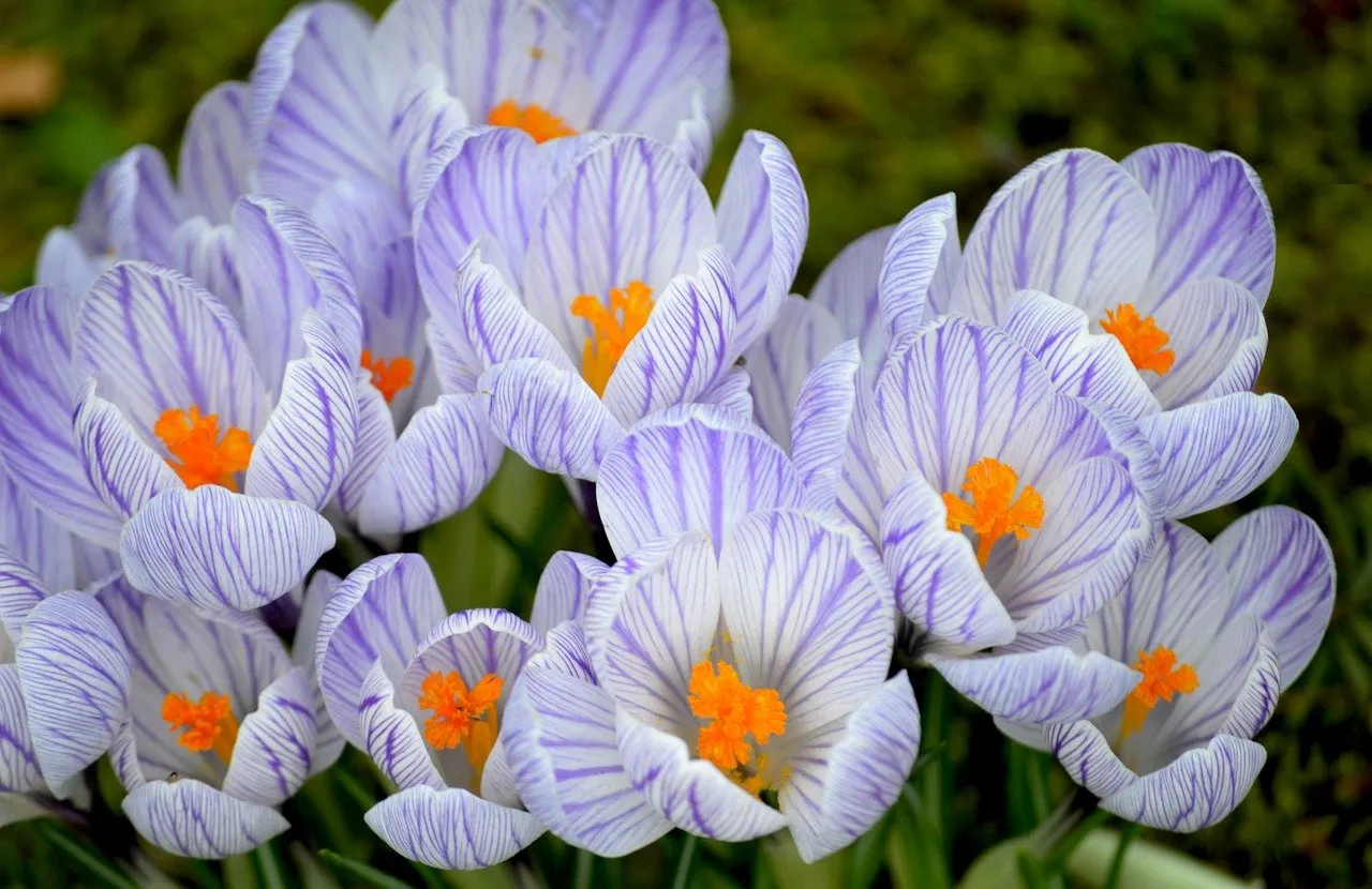 Vibrant Striped Crocuses: Harbingers of Spring's Awakening