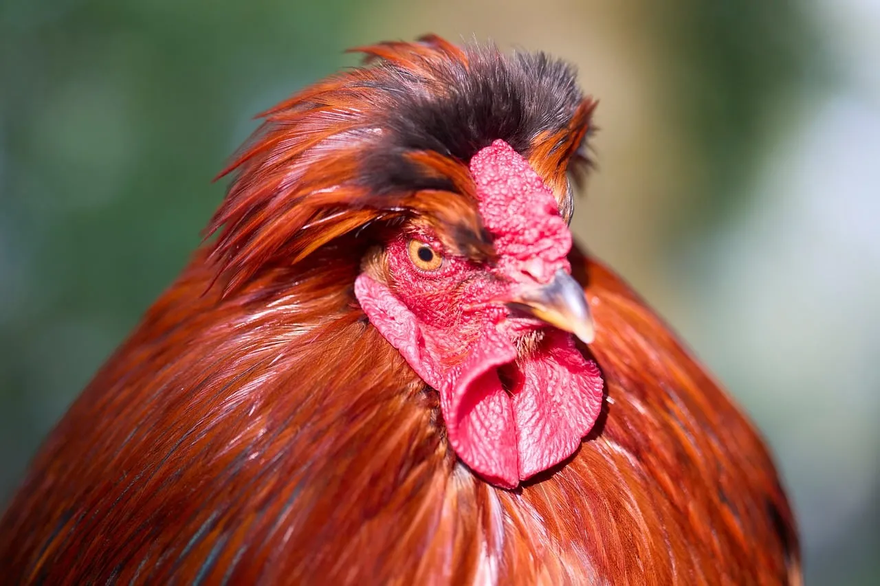 Vibrant Rooster Close-Up: Nature's Fiery Farm King