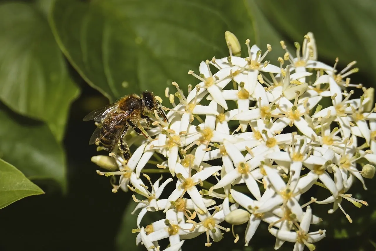 Vibrant Pollination: Bee's Busy Dance on White Blooms