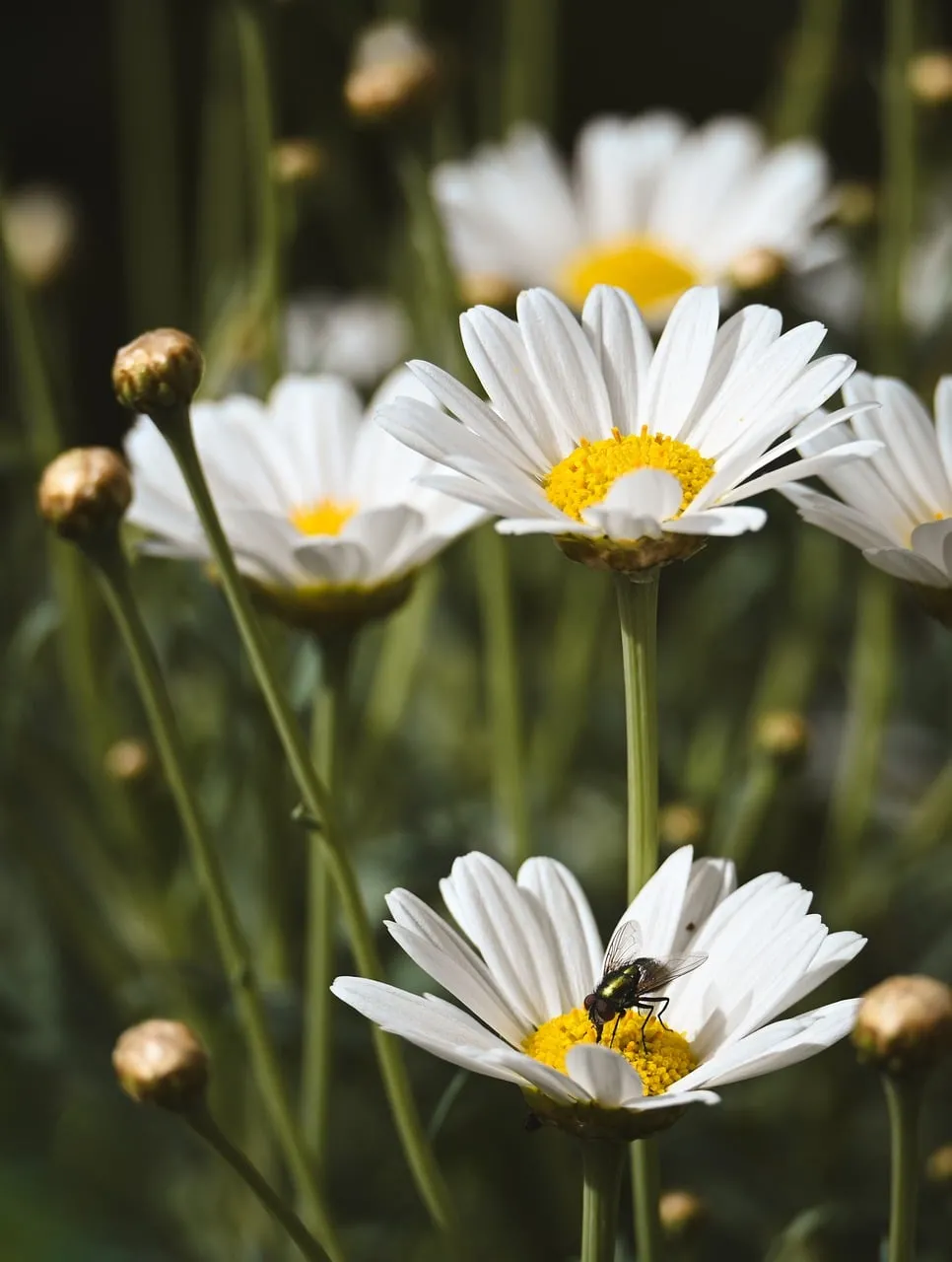 Vibrant Daisy Macro: Pollination in Action