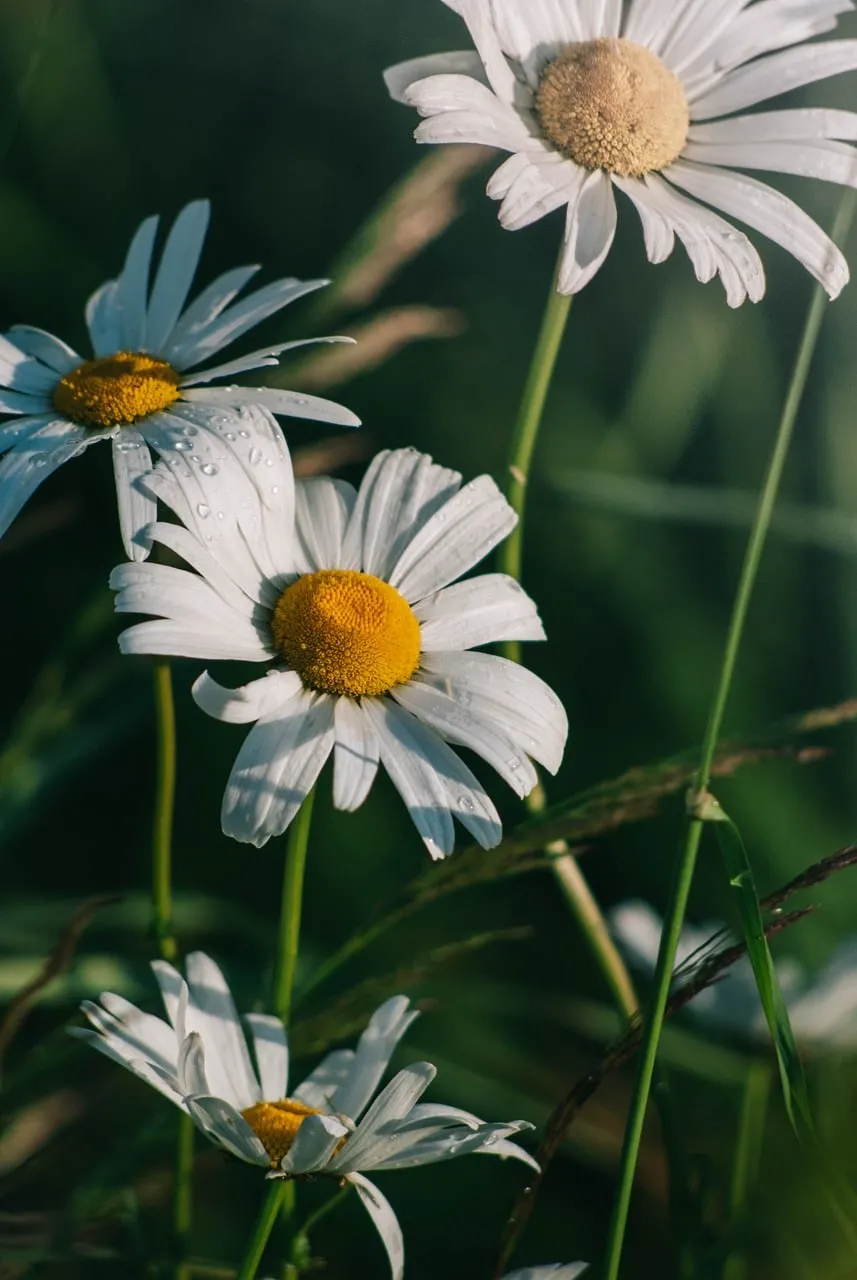 Stunning Dew-Kissed Daisies: A Vibrant Spring Meadow