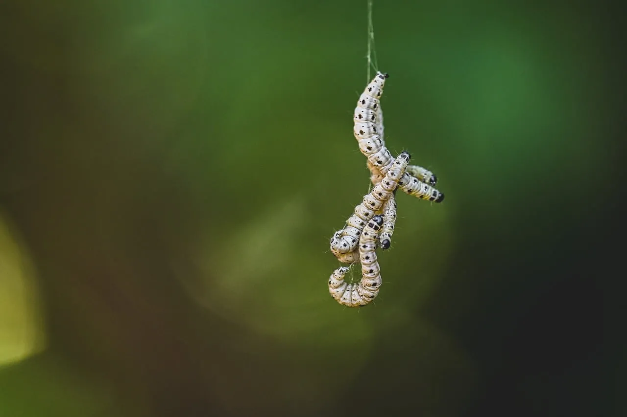 Captivating Macro: Larvae Hanging on Silk Thread in Nature