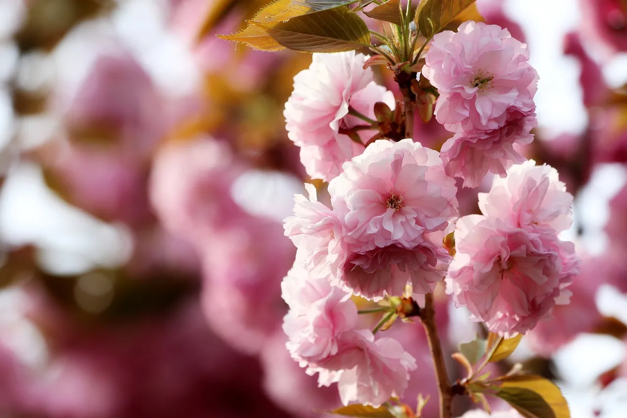 Enchanting Pink Cherry Blossoms in Full Spring Bloom