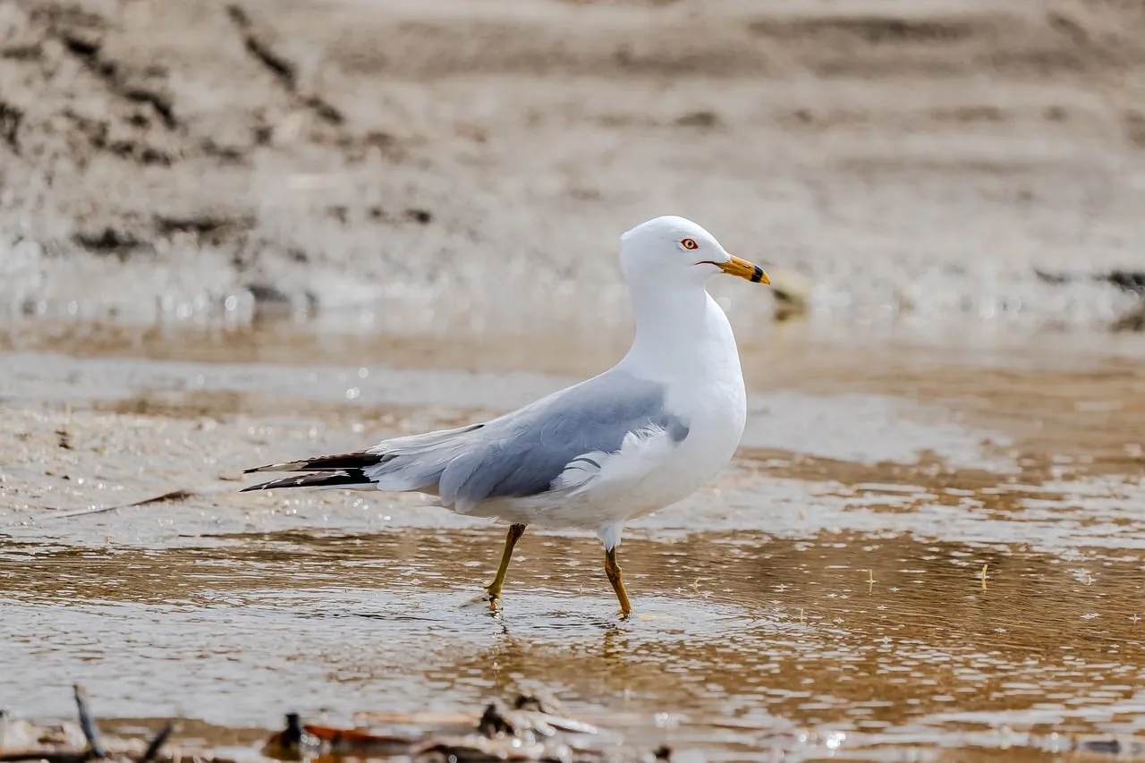 Graceful Ring-billed Gull Pondering on a Serene Beach