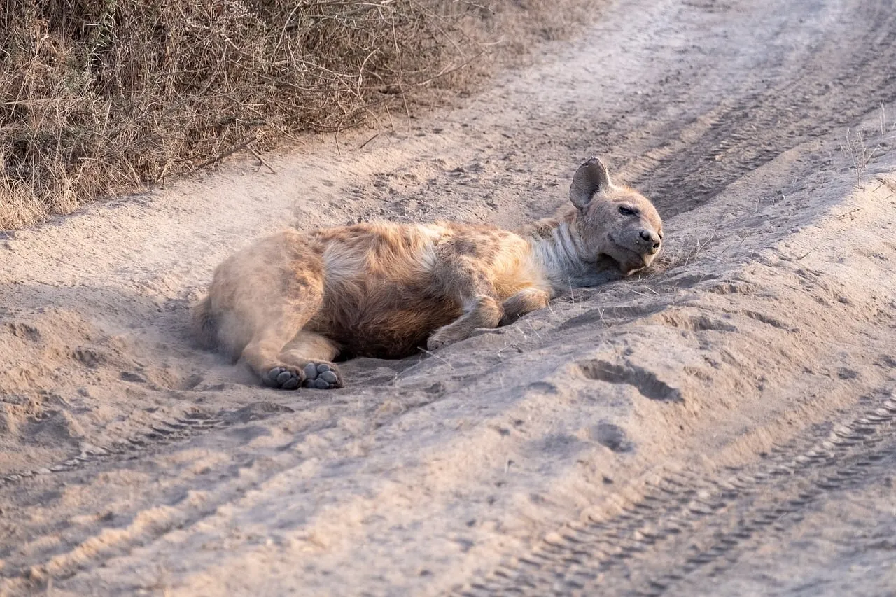 Serene Hyena Rests in Dusty Serengeti Track