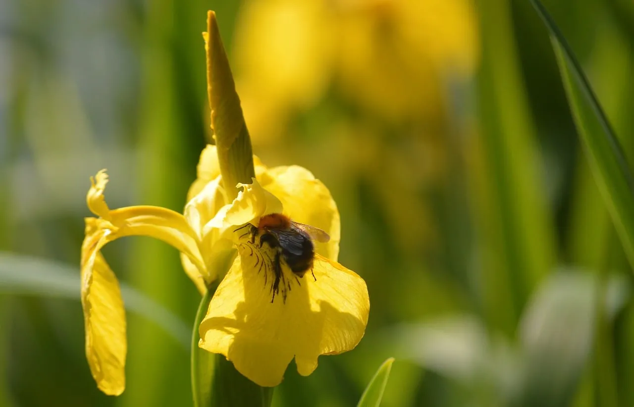 Vibrant Pollination: Bee on Golden Iris in Spring Garden