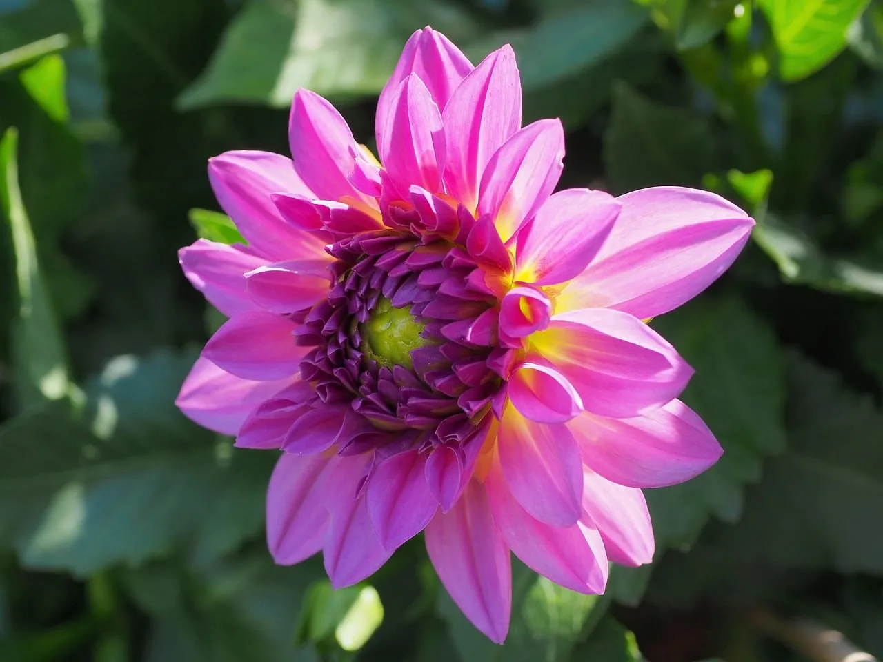 Vibrant Pink Dahlia: Summer's Blooming Macro Beauty