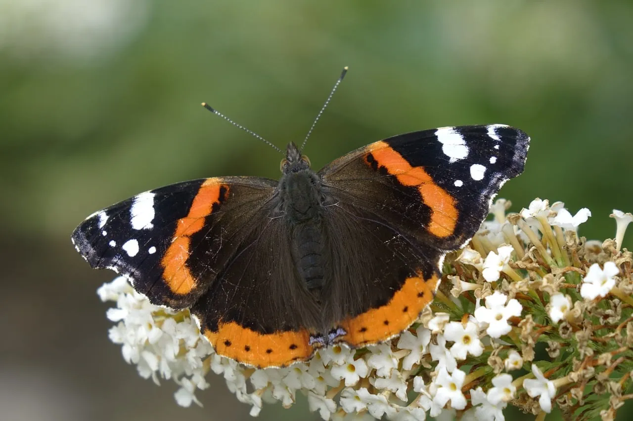 Vibrant Admiral Butterfly Pollinating Summer Blooms
