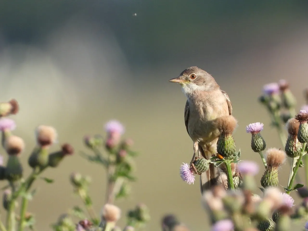 Charming Songbird Perched Amidst Wild Thistle Flowers