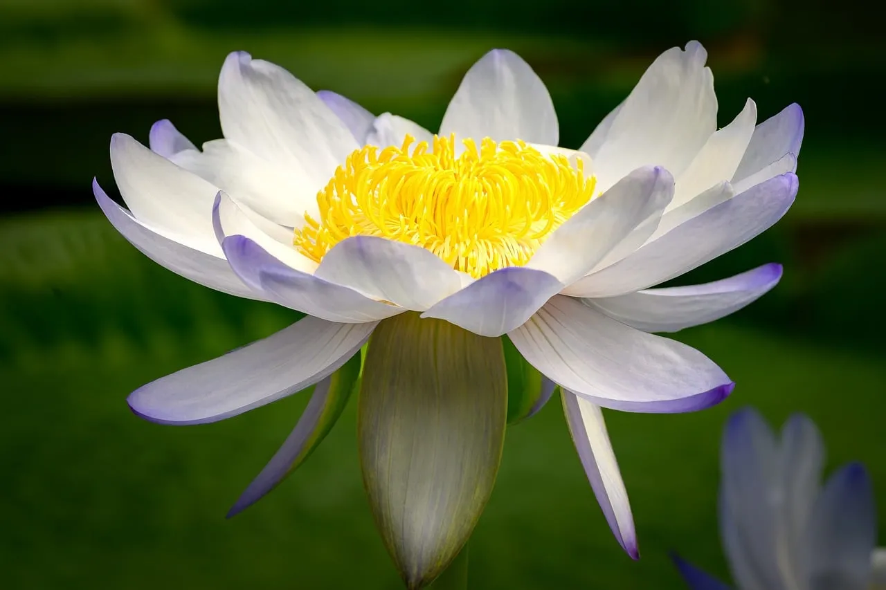 Stunning Water Lily: A Close-Up of Nature's Delicate Beauty