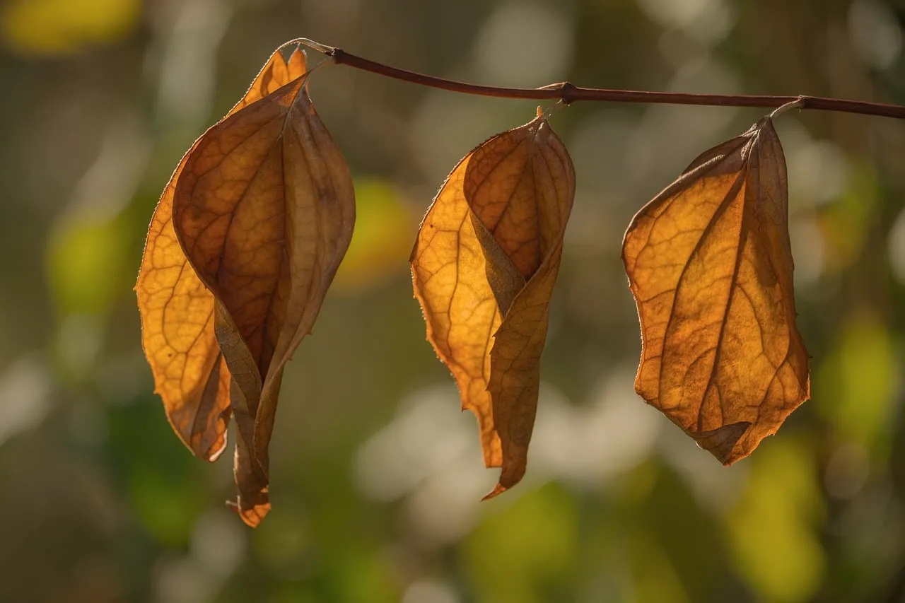 Golden Autumn: Dried Leaves Hanging on a Twig