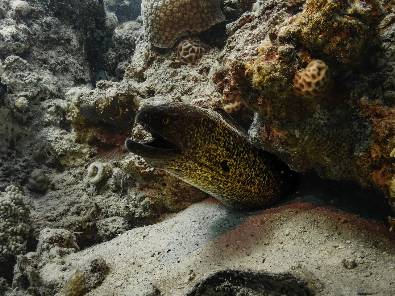 Encountering the Enigmatic Moray Eel in its Coral Reef Lair