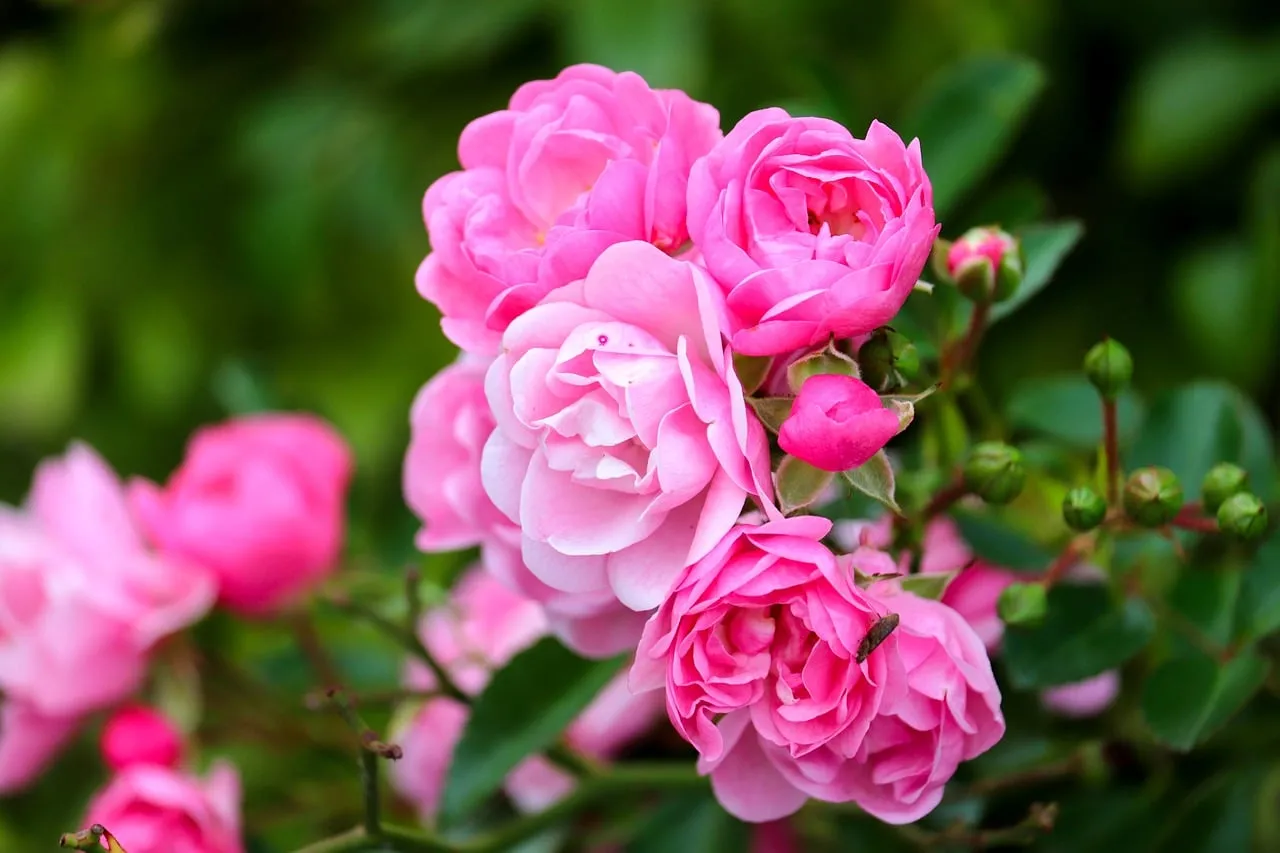 Vibrant Pink Roses: A Garden's Blooming Charm