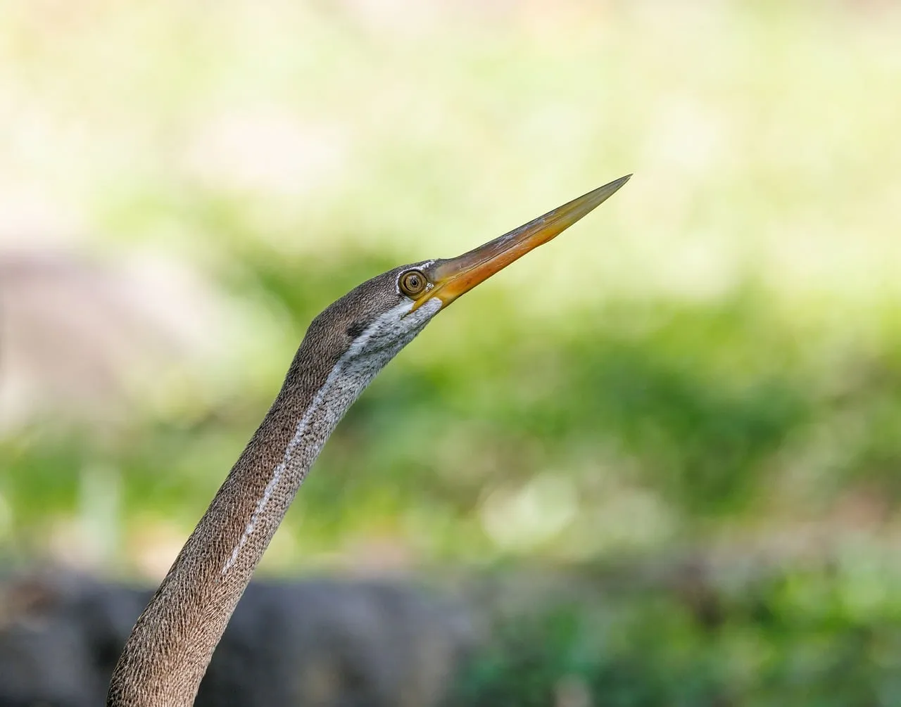 Exotic Asian Darter: Nature's Avian Masterpiece