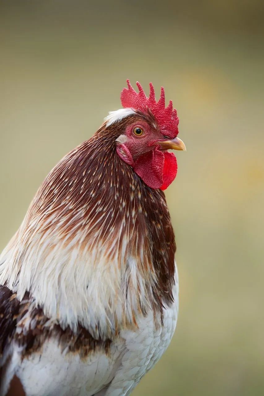 Majestic Rooster: A Portrait of Rural Beauty