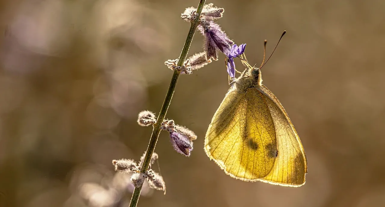 Golden Hour Butterfly: Delicate Beauty on Lavender Bloom