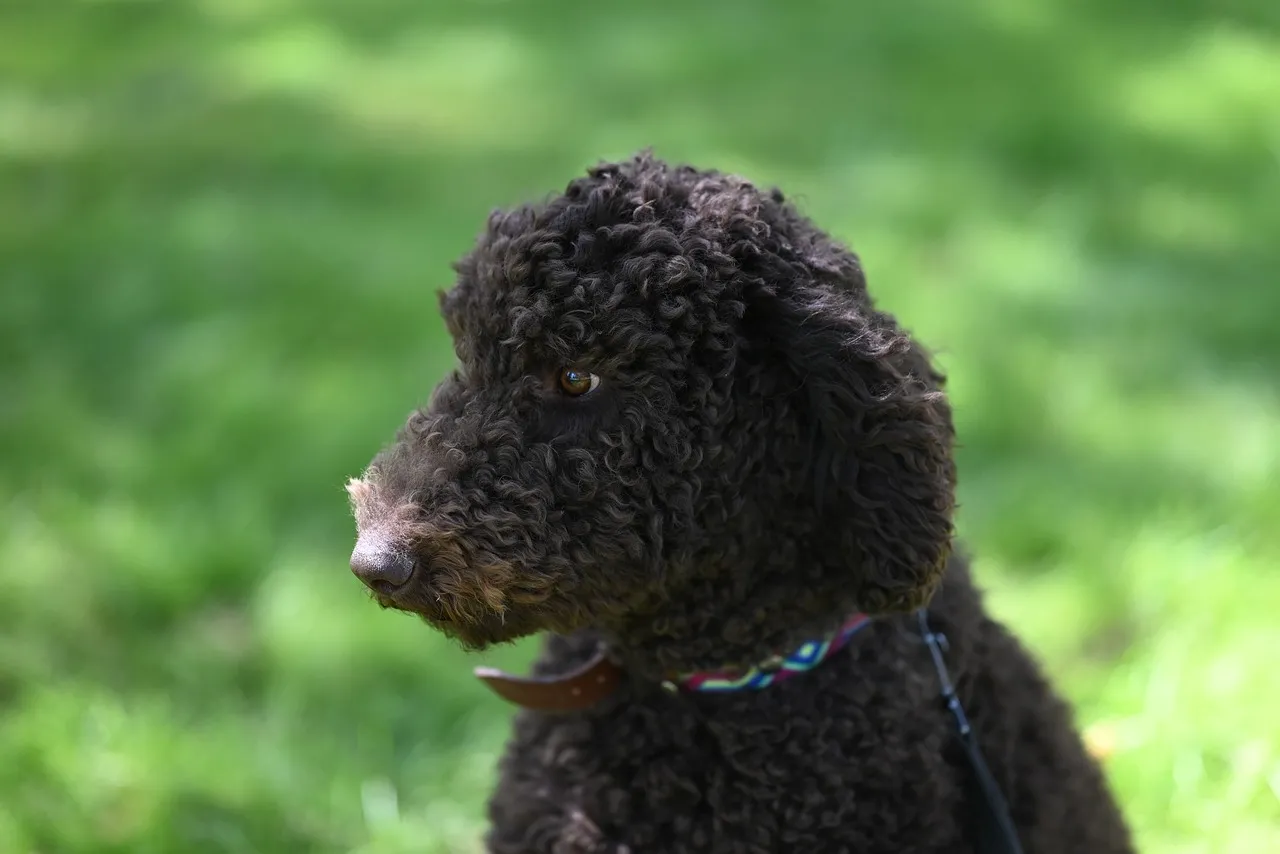 Charming Standard Poodle: A Loyal Companion Outdoors