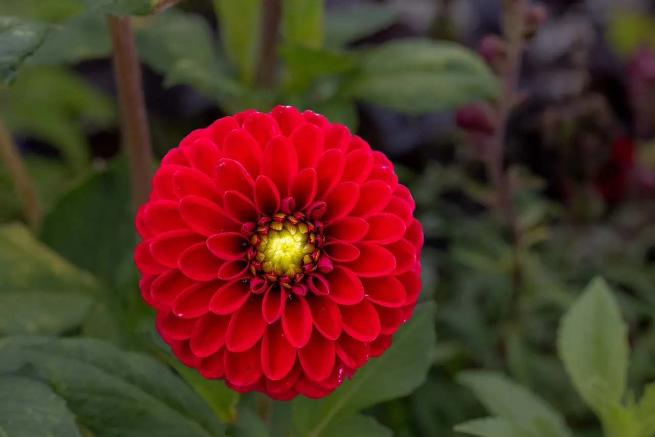 Vibrant Red Dahlia Bloom: Summer Garden Macro Beauty