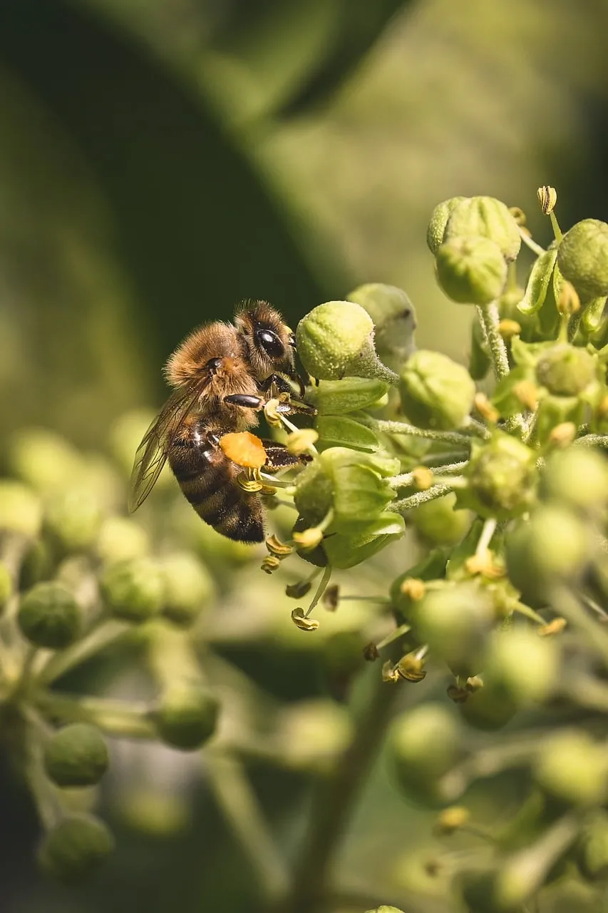 Vibrant Macro: Honey Bee Pollinating Green Flowers