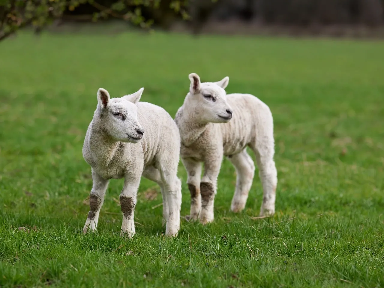 Charming Spring Lambs: Delightful Duo in a Green Field