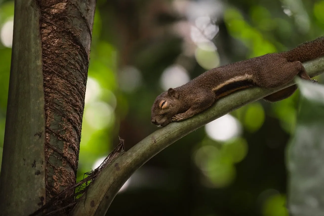 Tranquil Forest Slumber: Adorable Sleeping Squirrel Wallpaper
